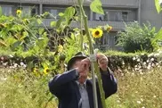 Подсолнухи-гиганты выращивают в доме престарелых в Семее