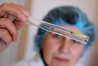 Клещевым энцефалитом заболели 8 человек в Алматы