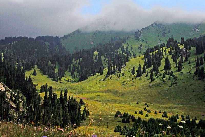 Урочище "Кок-Жайляу". Фото yvision.kz