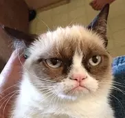 Кота выселили из коммуналки по решению суда в России