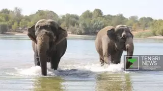 Слон убил своего смотрителя в зоопарке США