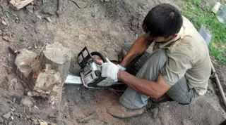 Об улучшении экологии в результате обрезки деревьев заявил Есимов