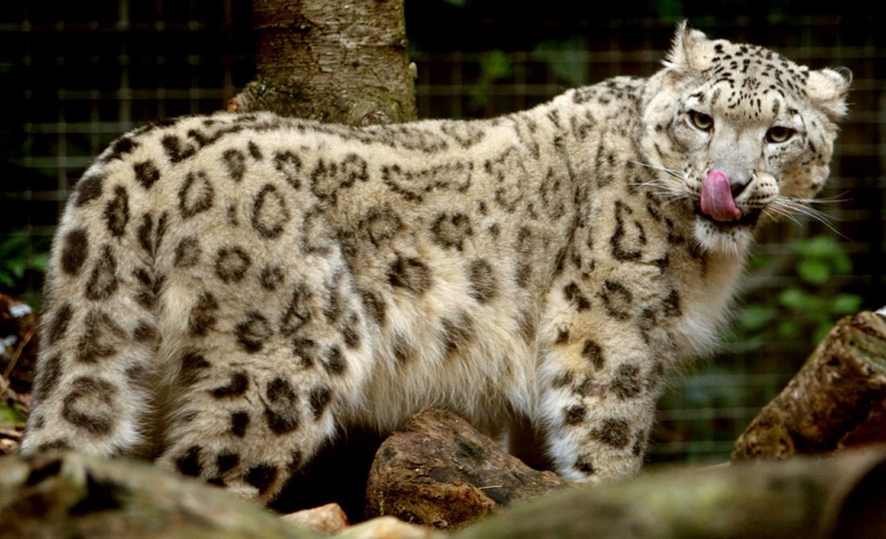 Снежный барс. Фото ©REUTERS