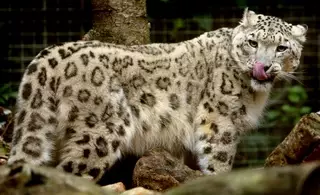 Казахстан и Кыргызстан будут совместно сохранять популяцию снежного барса