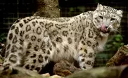 Казахстан и Кыргызстан будут совместно сохранять популяцию снежного барса