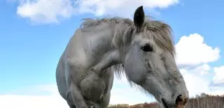 Иппотерапией заинтересовались в правительстве Казахстана