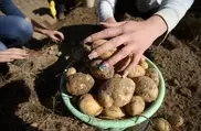 Первый урожай безвирусного картофеля собрали в Казахстане