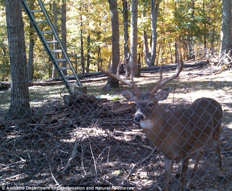 ©Alabama Department of Conservation and Natural Resources