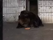 Юннаты накормили медведей тортами и конфетами в Семее