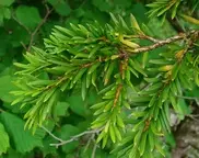 Дерево возрастом 2735 лет обнаружено в Китае