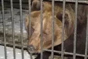 Теплая зима повлияла на сон медведей в Семее