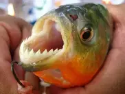 Пираньи покусали 70 человек на пляже в Аргентине