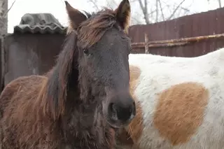 Казахстанец съедает 4 килограмма конины в год