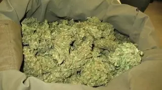 Легализация марихуаны: Ученый предлагает выращивать коноплю на Иссык-Куле