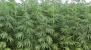 Чуйскую коноплю хотят уничтожить в Казахстане