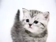 Француз угодил в тюрьму за издевательство над котенком