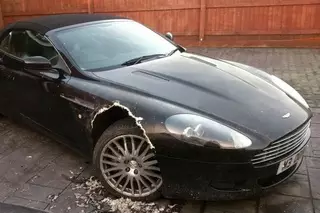 Собака сжевала крыло дорогого Aston Martin