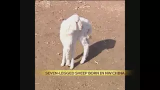 В Китае родился ягненок с семью ногами