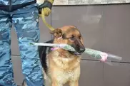 Полицейская собака дарила цветы жительницам Караганды