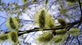 10 марта в Казахстане ожидается потепление