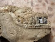 Тайну окаменелой челюсти раскрыли в Семее