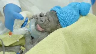 Горилле сделали кесарево сечение