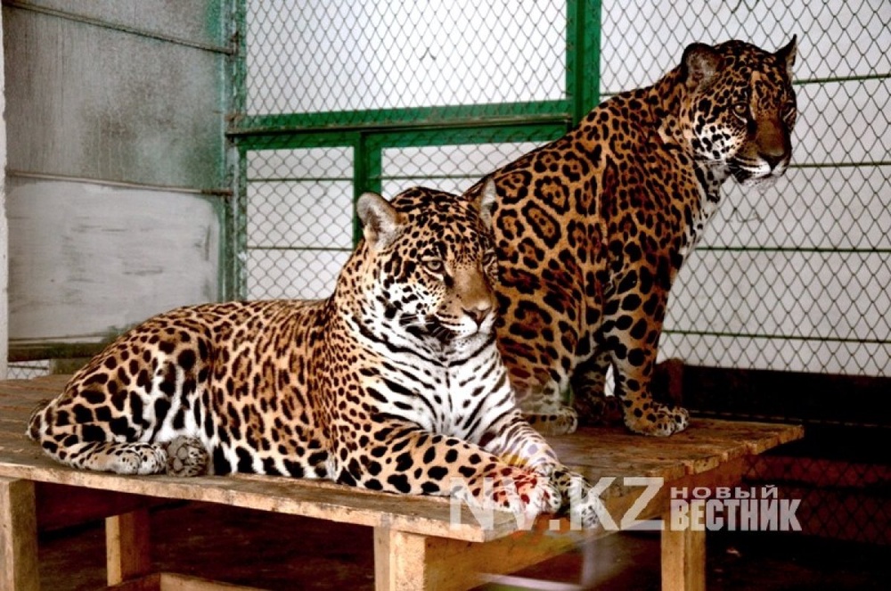Больного медвежонка скормили ягуарам при детях в Караганде: 2014-03-17 17:22:00 - прочитайте