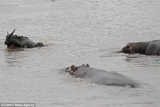 Бегемоты спасли антилопу от зубов крокодила