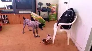 Как щенок у пса миску с едой отвоевал