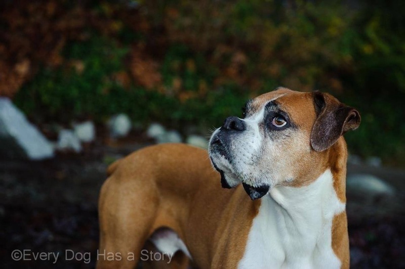 ©facebook.com/Romeotheboxer