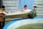 В Атырау выловили еще одну гигантскую белугу
