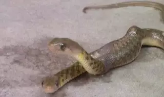 Двуглавую змею нашли в Индии