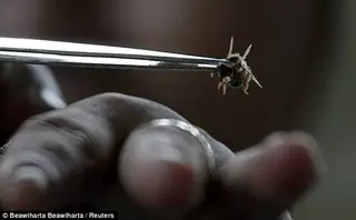 Ученый определил наиболее болезненное место для укуса пчелы