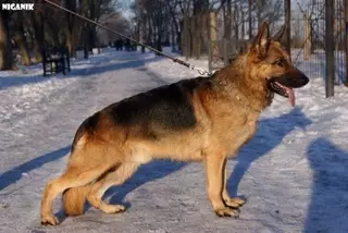 Розыскная собака нашла украденные деньги в Акмолинской области