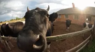 Американские ученые разрабатывают экологичную корову