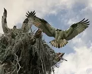 Нескольким видам птиц в Казахстане грозит вымирание