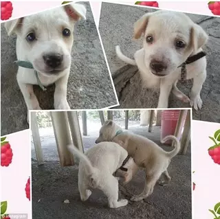 Новый тренд "Сто дней счастья" захватил Интернет