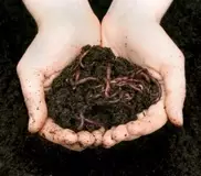 Утилизировать отходы при помощи дождевых червей предлагают в Казахстане