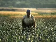 Площадь посевов опиумного мака в Афганистане увеличилась на 16 тысяч гектаров