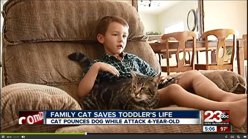 Кадр телеканала 23 ABC