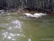 Экологи заявили о массовой гибели рыбы в водах Каспия