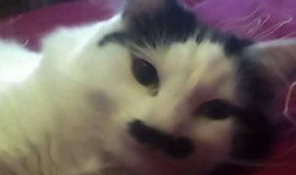 Садисты изуродовали кота за сходство с Гитлером: 2014-05-23 13:44:18 - прочитайте