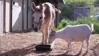 Осел спас козла от депрессии