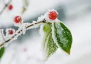 Заморозки в Астане ожидаются 30 мая