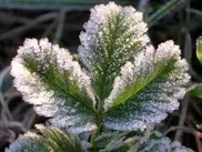 Заморозки ожидаются в некоторых регионах Казахстана