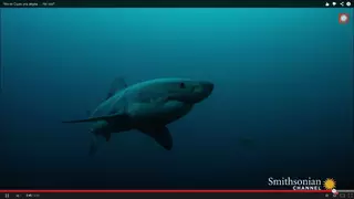 Таинственный суперхищник целиком проглотил большую белую акулу