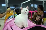 Международная выставка кошек проходит в Костанае