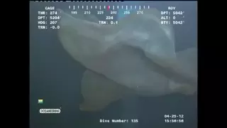 Ученые разгадали тайну морского коричневого монстра