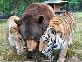 Медведь, лев и тигр стали неразлучными друзьями