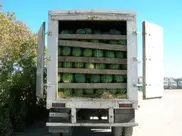 В Алматы завезли опасные арбузы